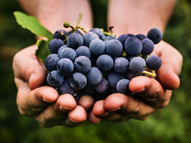 Přemysl Slunský - VINNÉ SKLEPY ROSA COELI DOLNÍ KOUNICE