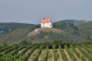 Národní soutěž vín Znojemské vinařské podoblasti