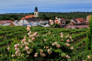 Putování vinicemi za víny VOC