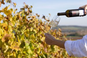 Sváteční degustace ve Vinařství Fučík