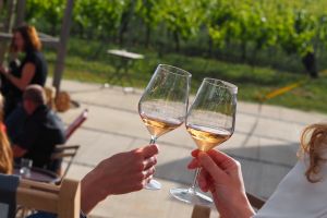 Paprsky – chill out ve vinici