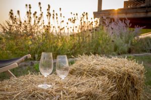 Vinobraní mezi řádky