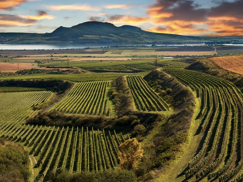 Vincoop Mikulov - Ing. J. Gavenda a R. Šuta