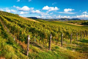 Workshop s národní sommelierkou (Mikulovsko) - Apelační systémy u nás a ve světě