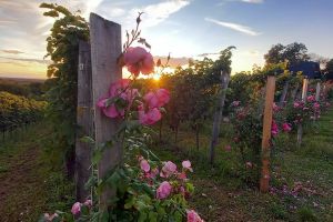 Řepínské vinobraní