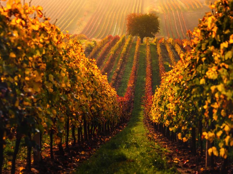 Víno Marcinčák, Ing. Petr Marcinčák, Organic Winery Marcincak